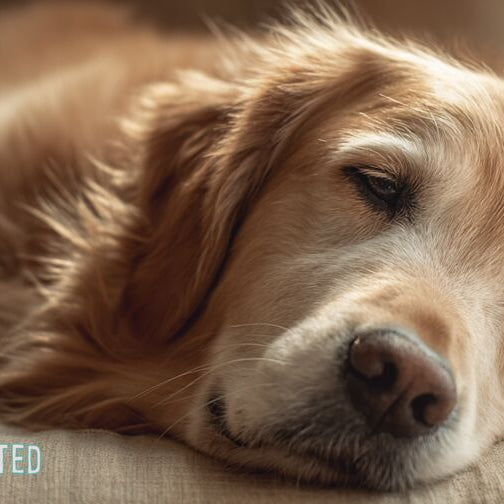 Dog groaning while lying on a couch