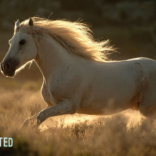 White Andalusian horse galloping through a sunlit meadow
