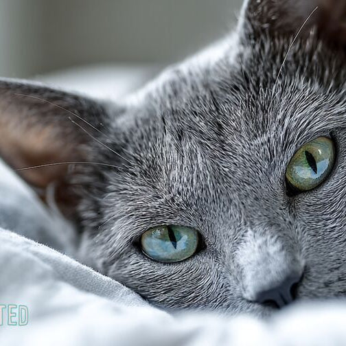 Russian Blue cat with plush silver coat lounging on a window perch