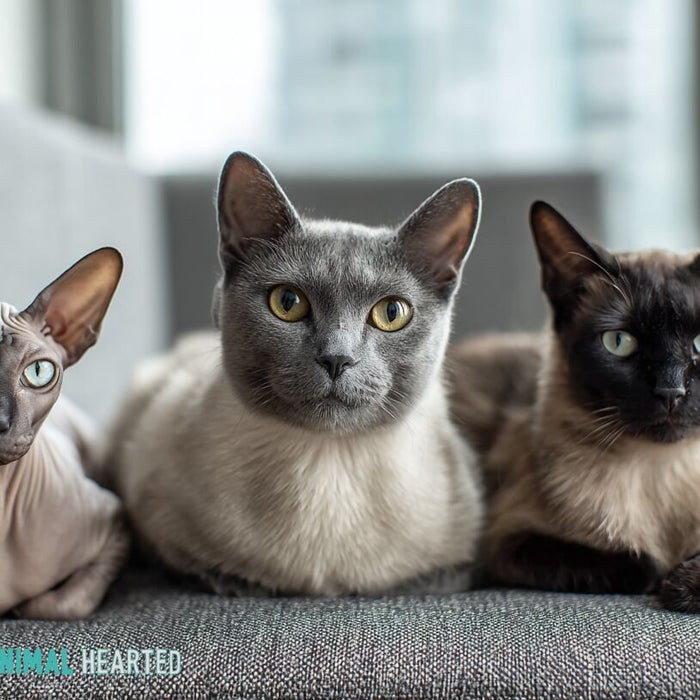 Three hypoallergenic cat breeds sitting together on a light background