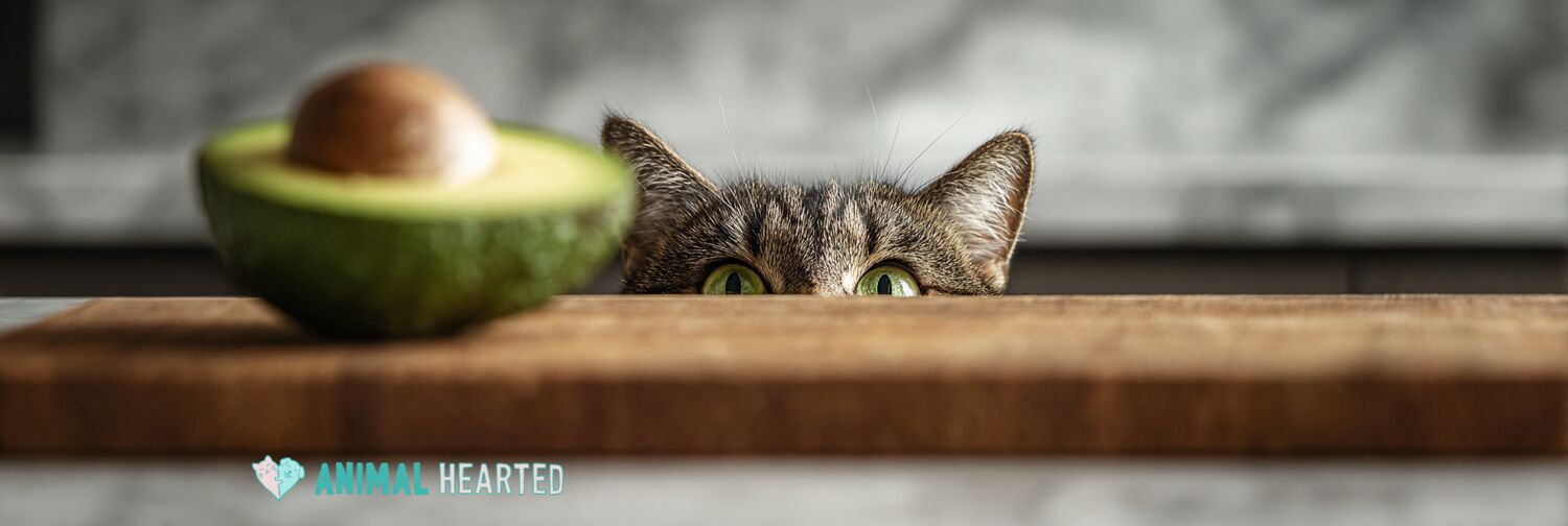 Halved avocado on a wooden cutting board with a curious cat nearby