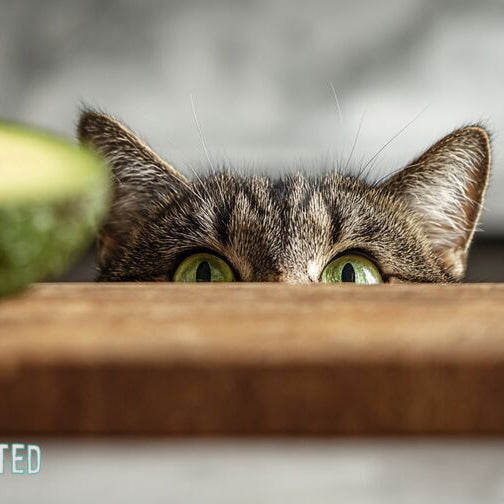 Halved avocado on a wooden cutting board with a curious cat nearby