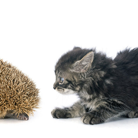kitten meets hedgehog video