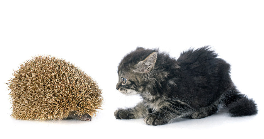 kitten meets hedgehog video