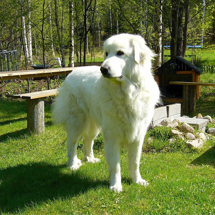 The Great Protectors:  Livestock Guardian Dogs