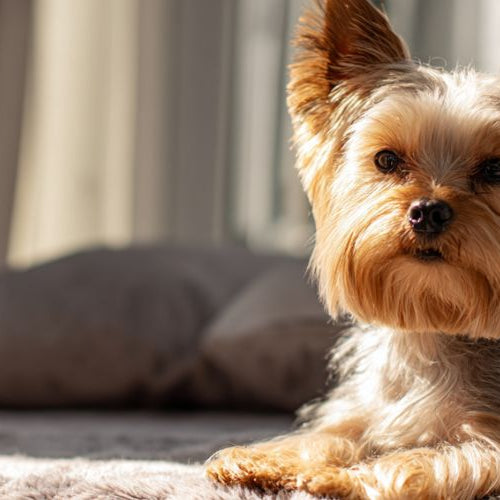 a dog staring at camera