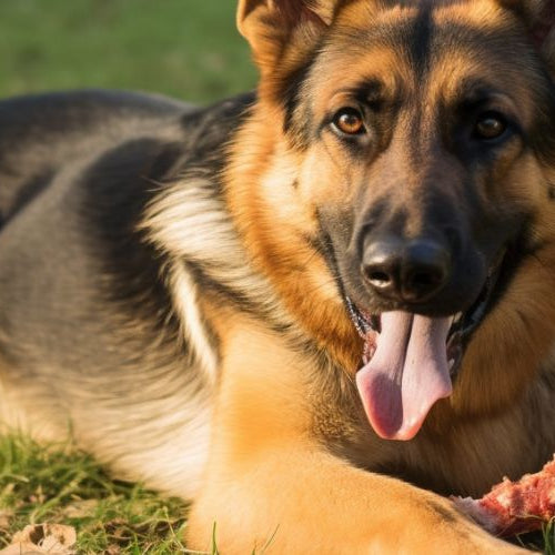 Best Bones for German Shepherds: Top Picks for Your Dog's  Enjoyment