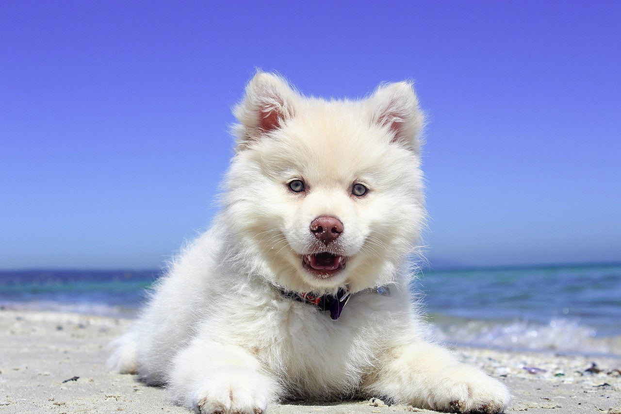 Here are the Most Popular Dog Names of 2022