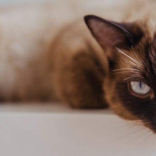 Siamese Cat Breed Fun Facts: All About Siamese Cats and Kittens!