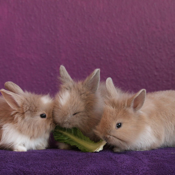 What to Feed Your Small Pets