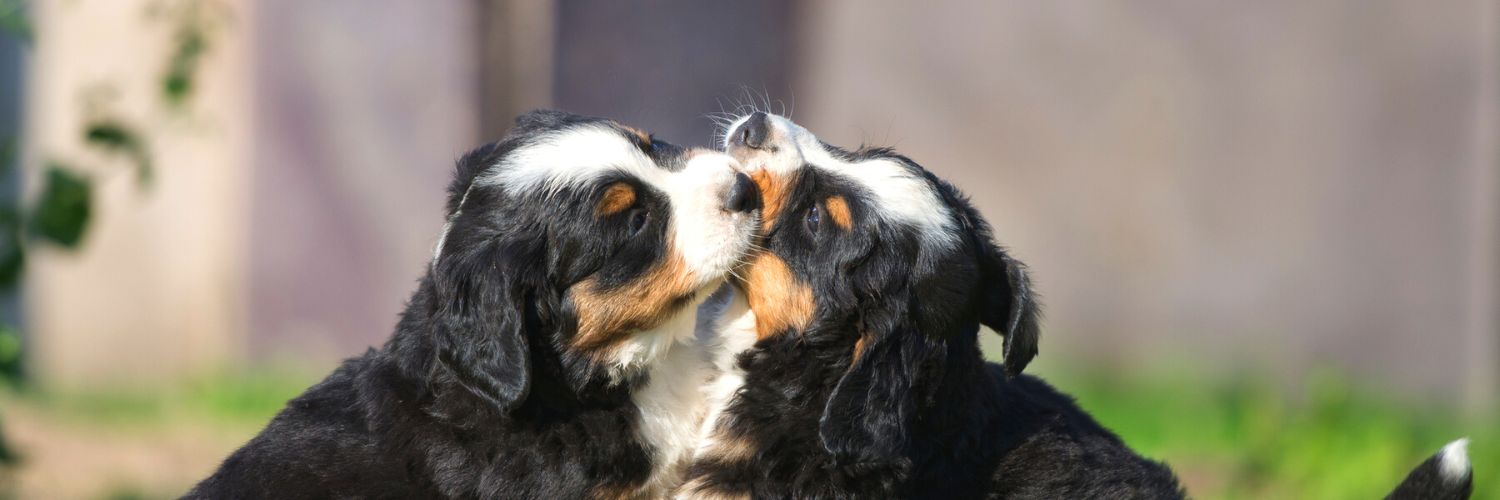Two Bernese Mountain dog puppies playing with each other