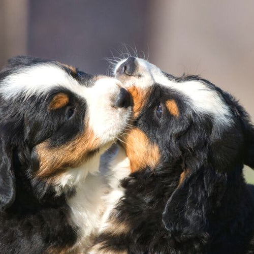 Two Bernese Mountain dog puppies playing with each other