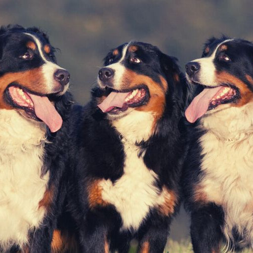 A trio of panting Bernerse Mountain Dogs