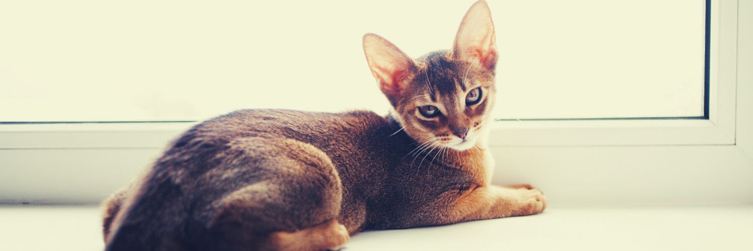 Abyssinian cat rescue sitting by a window