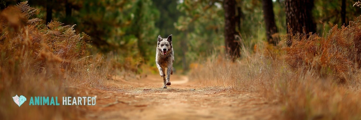 An active dog on a forest trail, illustrating a guide to dog joint supplements.