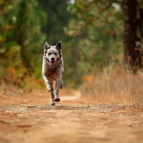 An active dog on a forest trail, illustrating a guide to dog joint supplements.