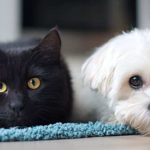 An image of a white maltese dog and a black cat at an animal adoption clinic