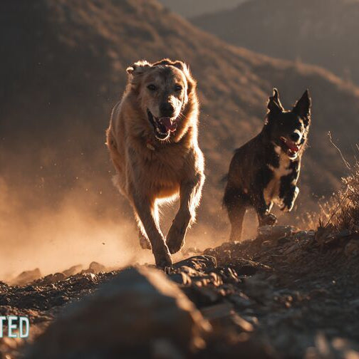 The 21 Best Dog Breeds for Running and Hiking