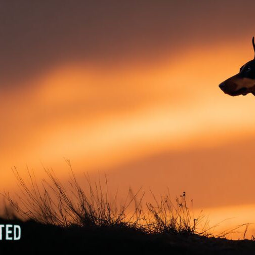 Fun Facts About Dobermans: Doberman Pinscher Dog Breed Information