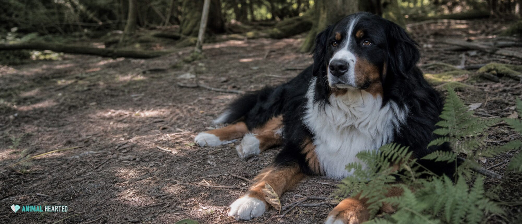 Dogs illustrating bernese mountain dog temperament: sweet, social, and very large