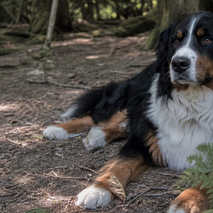 Dogs illustrating bernese mountain dog temperament: sweet, social, and very large