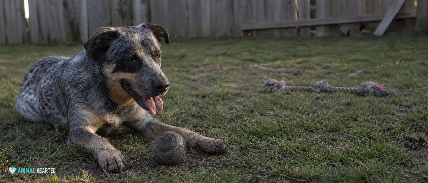 An energetic dog chooses between a tug toy and a rubber food toy on a lived-in floor.