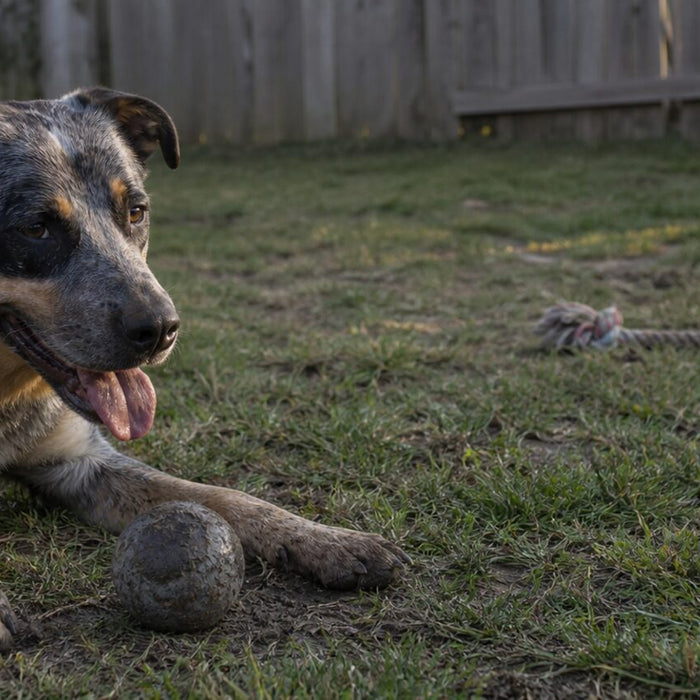 An energetic dog chooses between a tug toy and a rubber food toy on a lived-in floor.