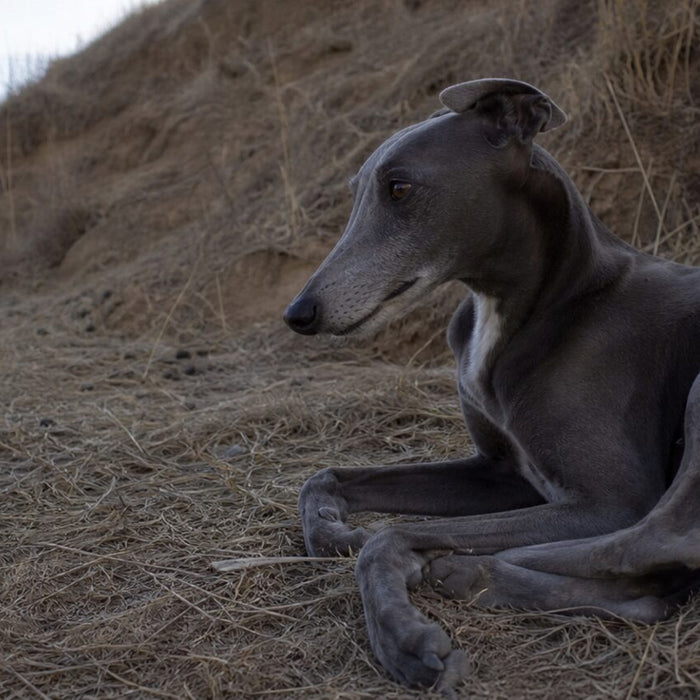 Dogs illustrating best dogs for apartments: quiet fit beats small size