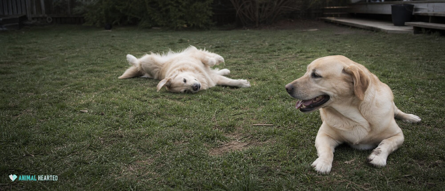 Dogs illustrating best family dogs: choose for your children, schedule, and home