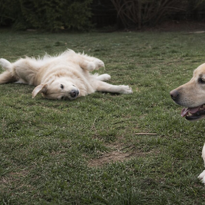 Dogs illustrating best family dogs: choose for your children, schedule, and home