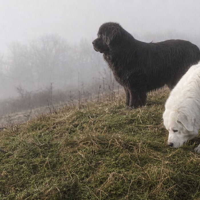 Dogs illustrating big fluffy dog breeds: 12 giants and their real care needs
