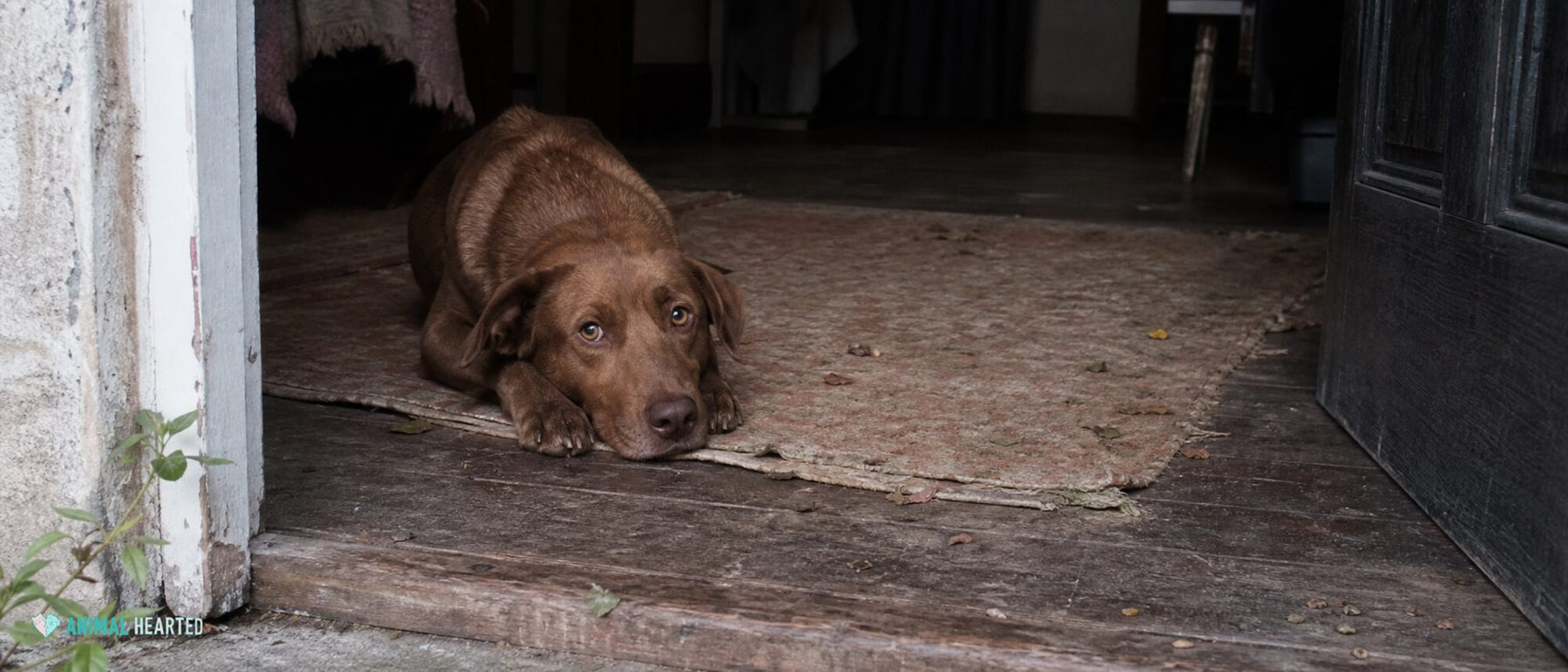 Newly adopted brown rescue dog resting just inside an open garden doorway