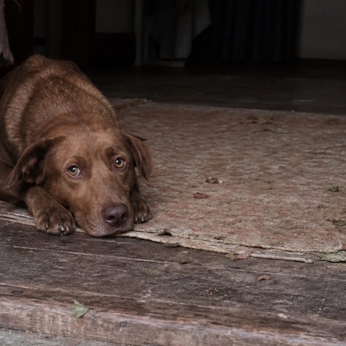 Newly adopted brown rescue dog resting just inside an open garden doorway