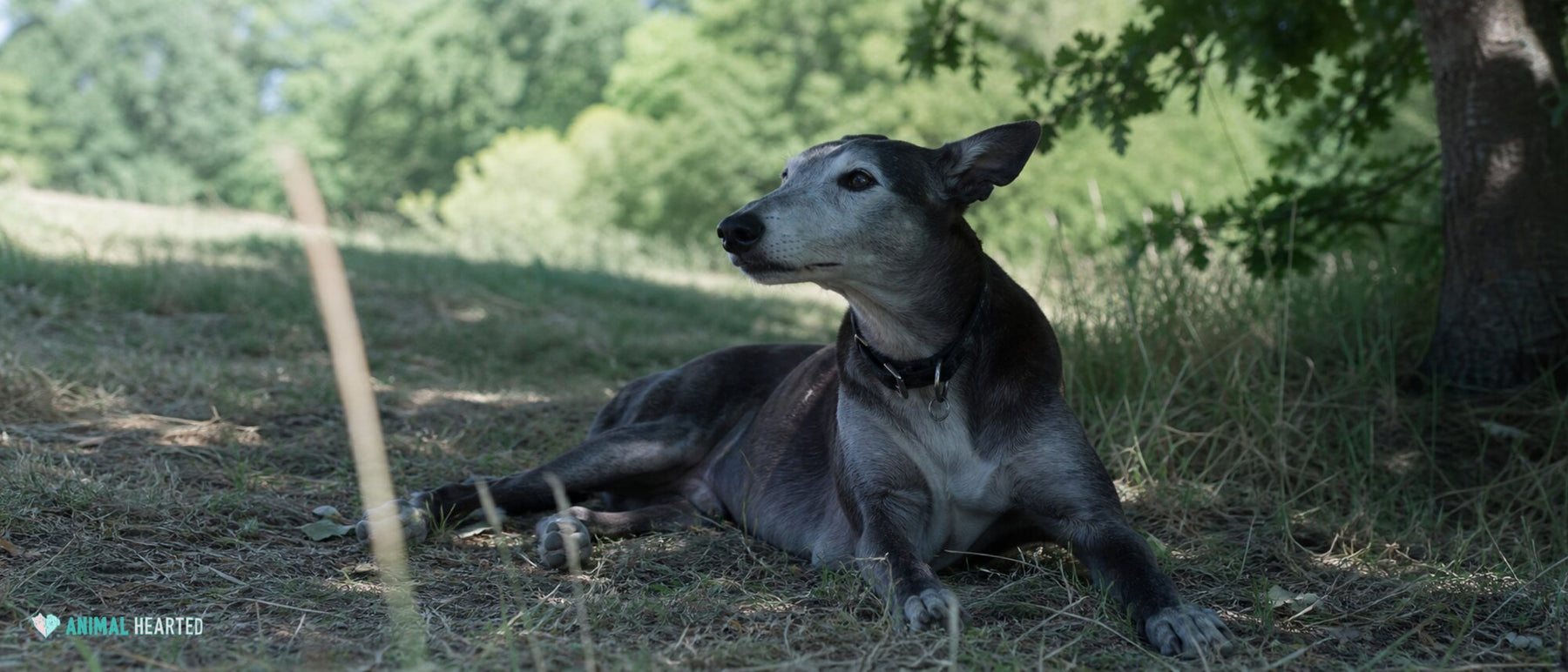 Dogs illustrating calmest dog breeds: easygoing does not mean effortless