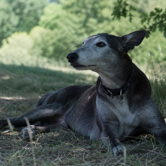 Dogs illustrating calmest dog breeds: easygoing does not mean effortless