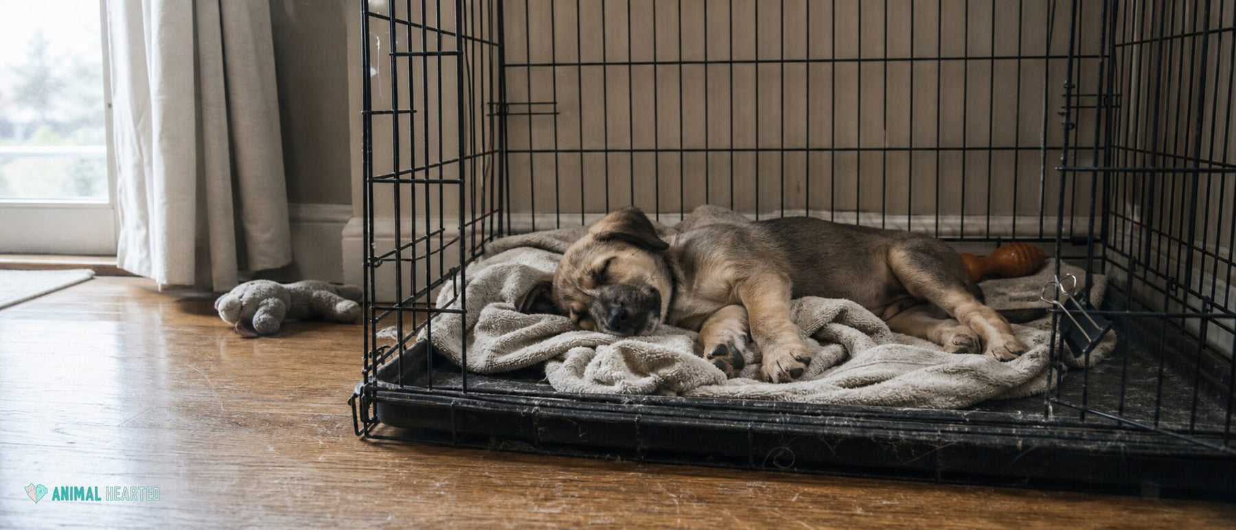 A sleepy puppy rests in an open crate while a pet parent sits nearby.