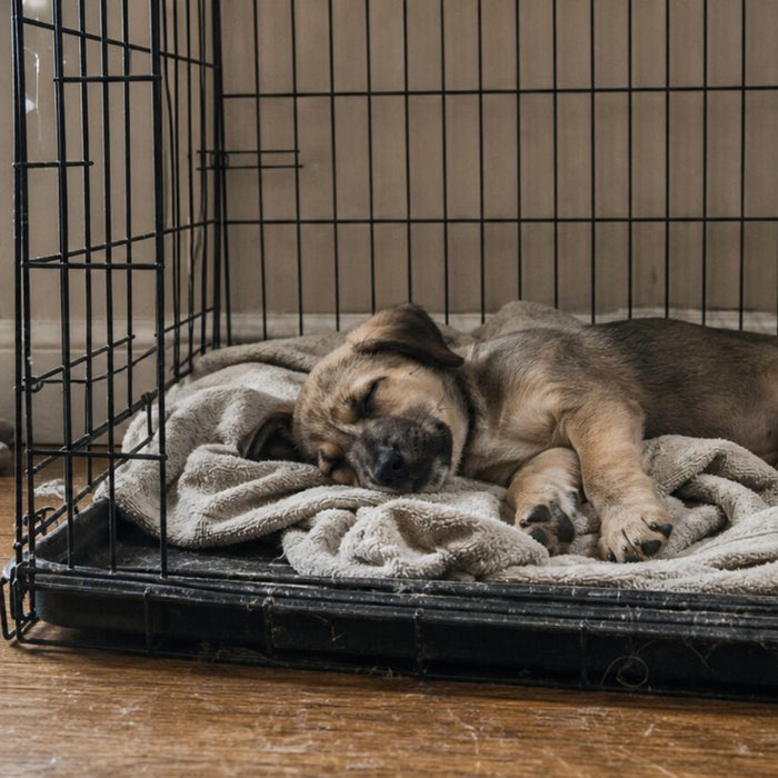 A sleepy puppy rests in an open crate while a pet parent sits nearby.