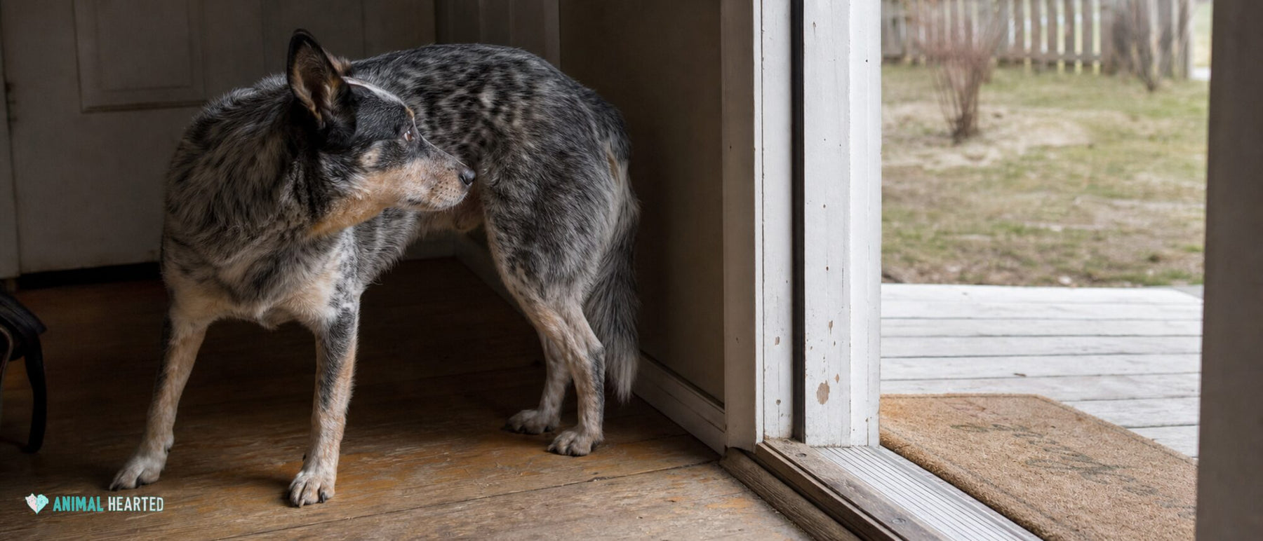 A dog pauses in a loose curve at a scratched doorway with a clear route away.