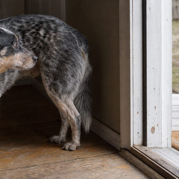 A dog pauses in a loose curve at a scratched doorway with a clear route away.