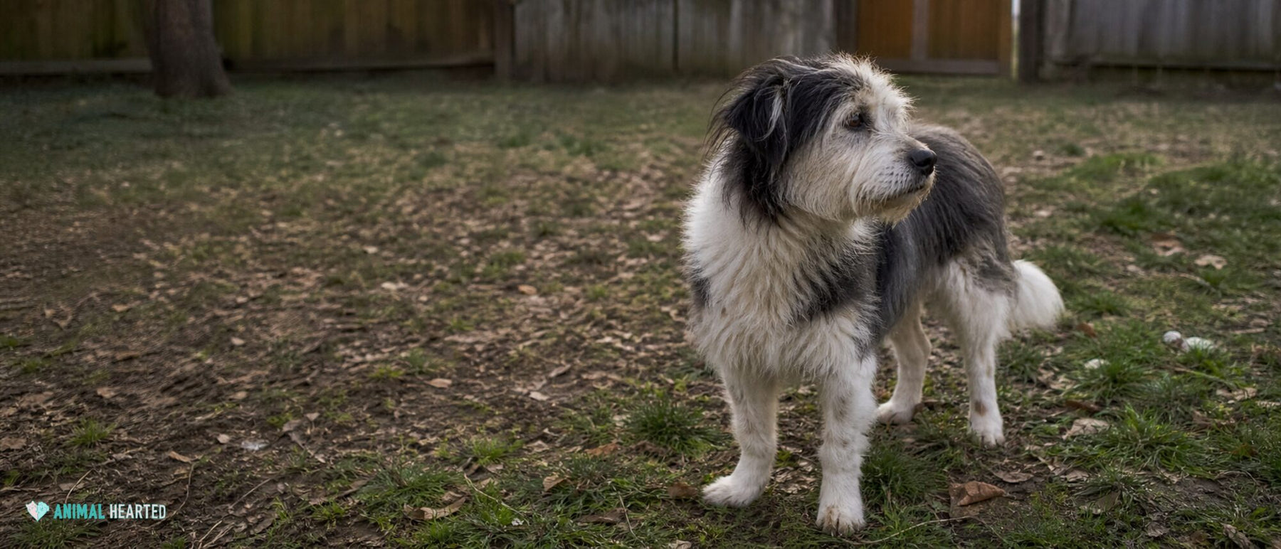 A relaxed mixed-breed dog stands outside with a clean, naturally uneven coat