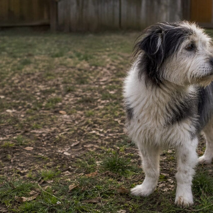 A relaxed mixed-breed dog stands outside with a clean, naturally uneven coat