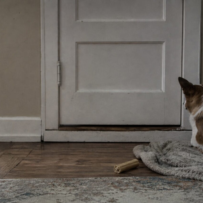 A dog rests several feet from a closed apartment door with open floor between them.