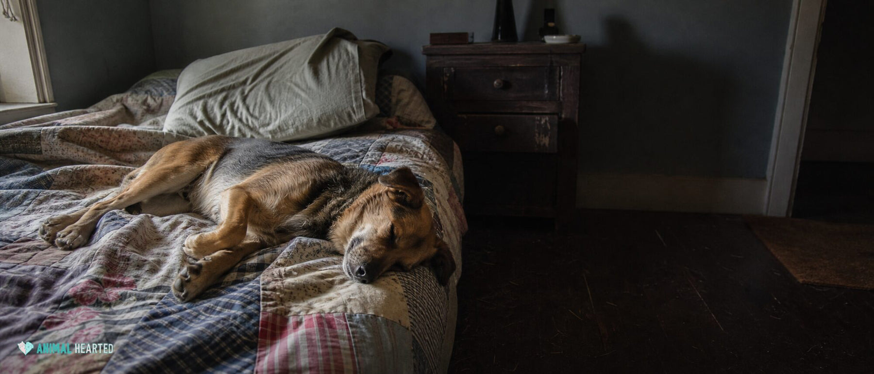 A dog sleeps loosely on its side across a rumpled quilt in an ordinary bedroom.