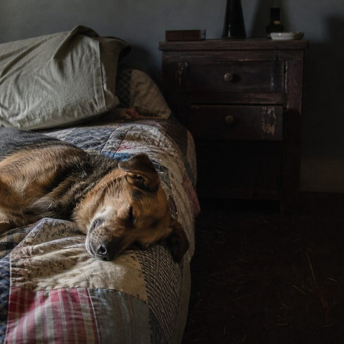 A dog sleeps loosely on its side across a rumpled quilt in an ordinary bedroom.