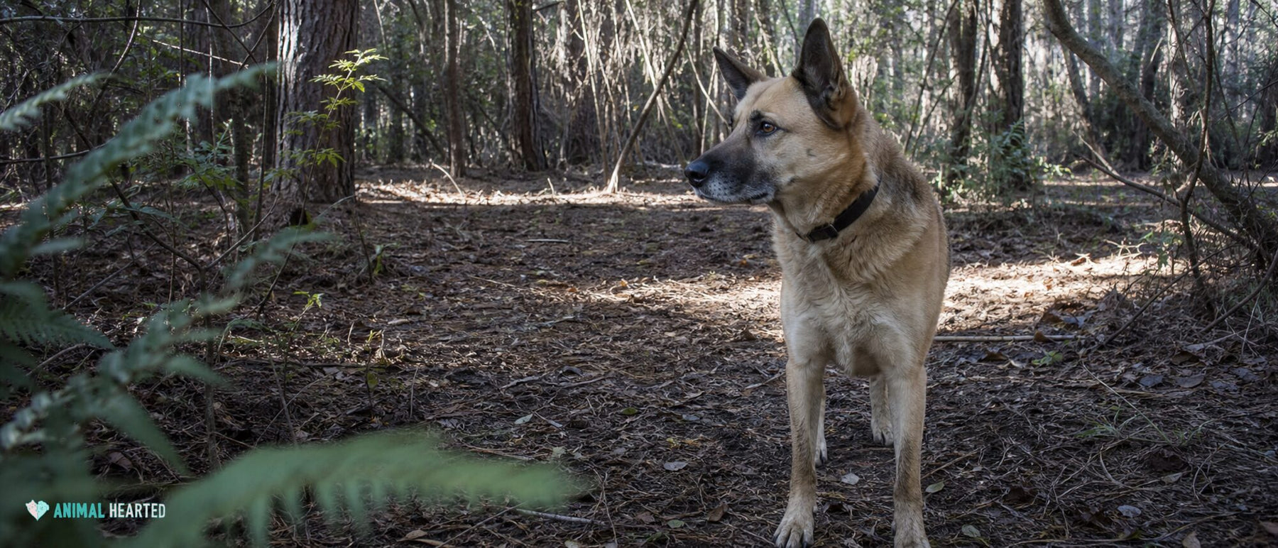 A dog watches one clear open-palm hand signal on a worn patio.