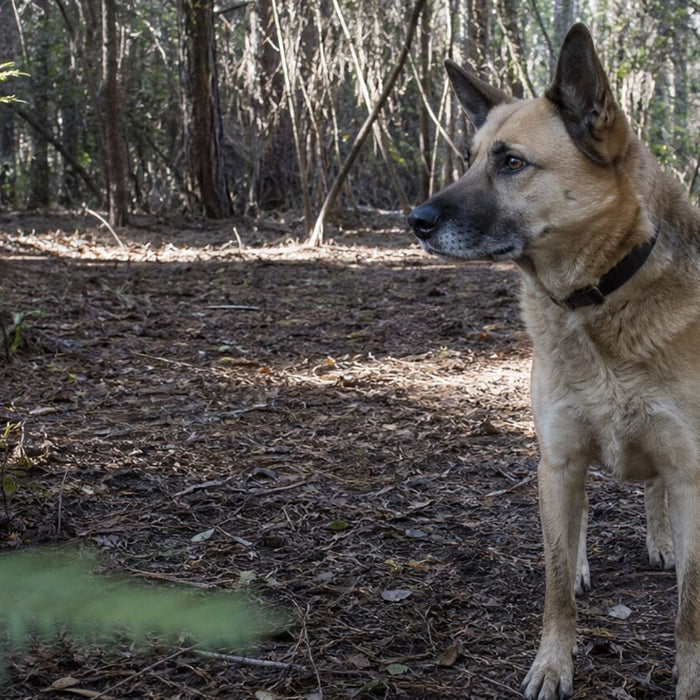 A dog watches one clear open-palm hand signal on a worn patio.