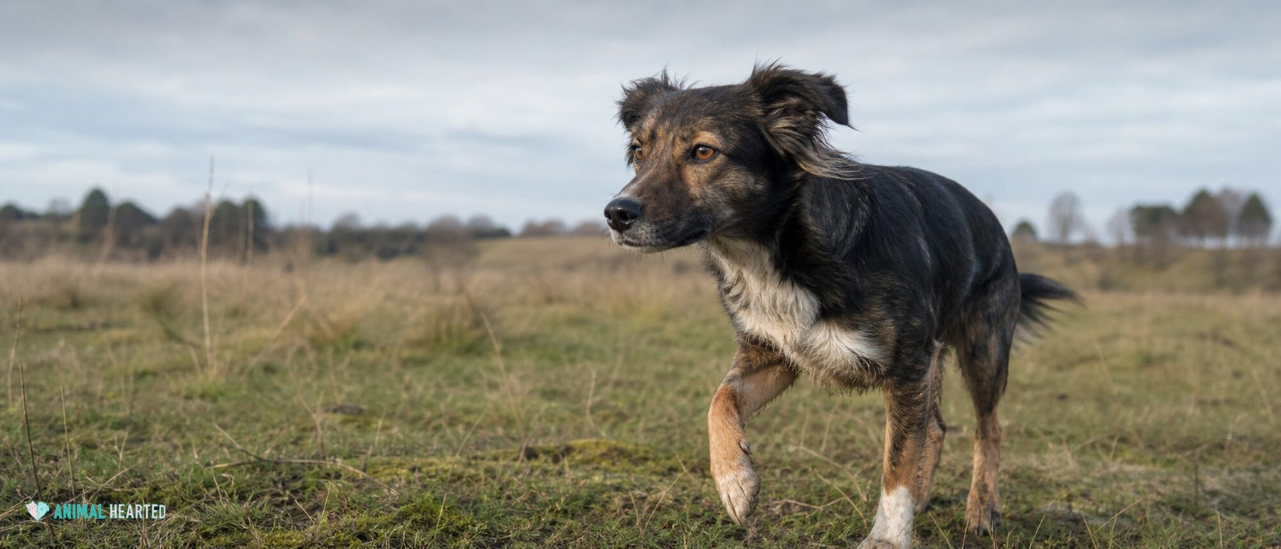 A rescue dog touches a pet parent's open hand during a casual training session.