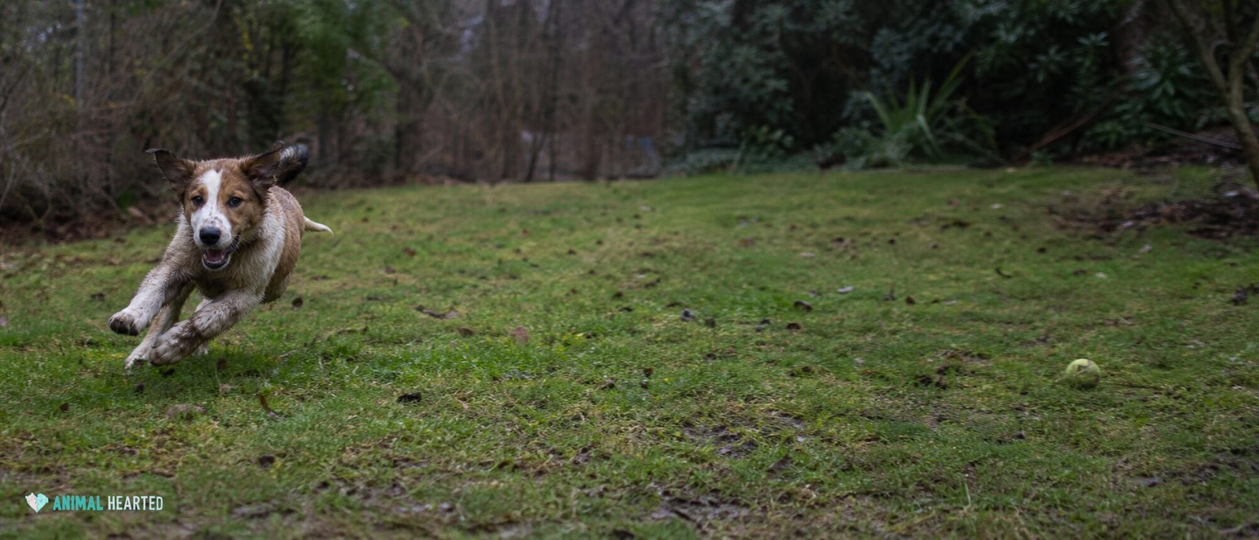 A young dog with muddy paws runs in a loose curve through a patchy wet yard.