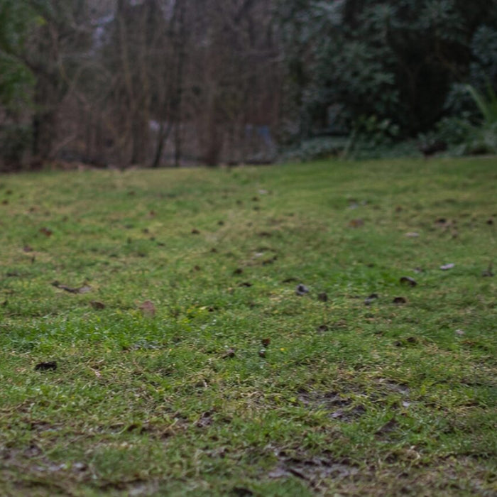 A young dog with muddy paws runs in a loose curve through a patchy wet yard.
