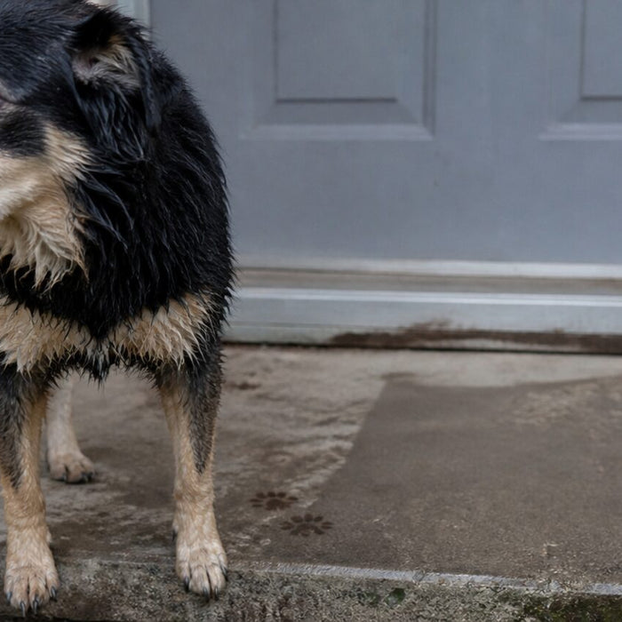 A damp mixed-breed dog pauses outside after getting wet